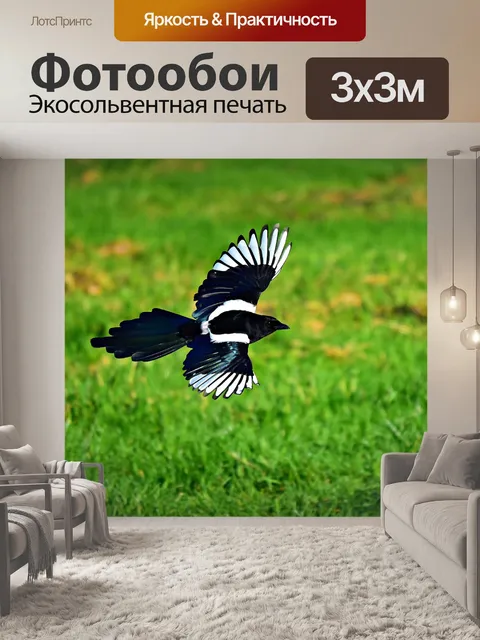 Фотообои Сорока