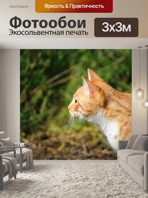 Фотообои Кот