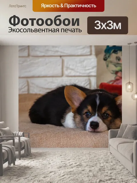 Фотообои Корги