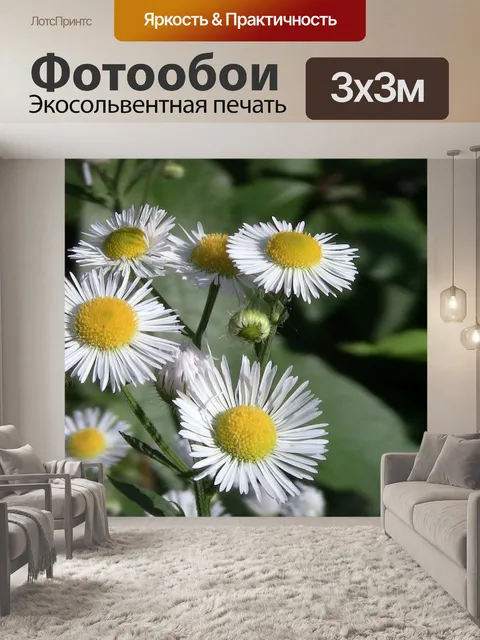 Фотообои Ромашки