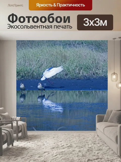 Фотообои африканская колпица посадка