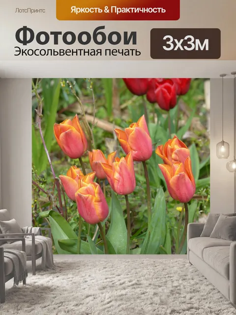 Фотообои Розовые тюльпаны