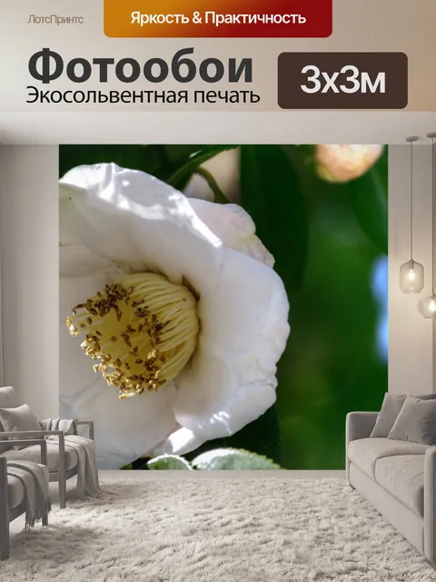 Фотообои Белый цветок
