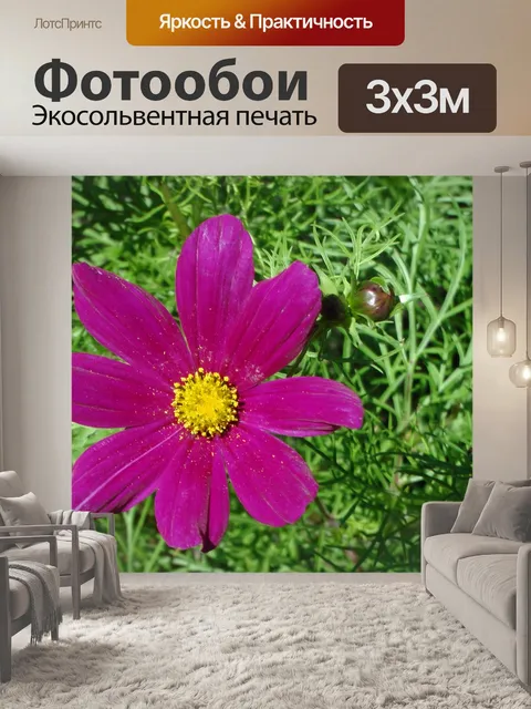 Фотообои Фиолетовый и желтый цветок