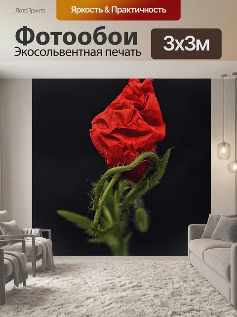 Фотообои Роза
