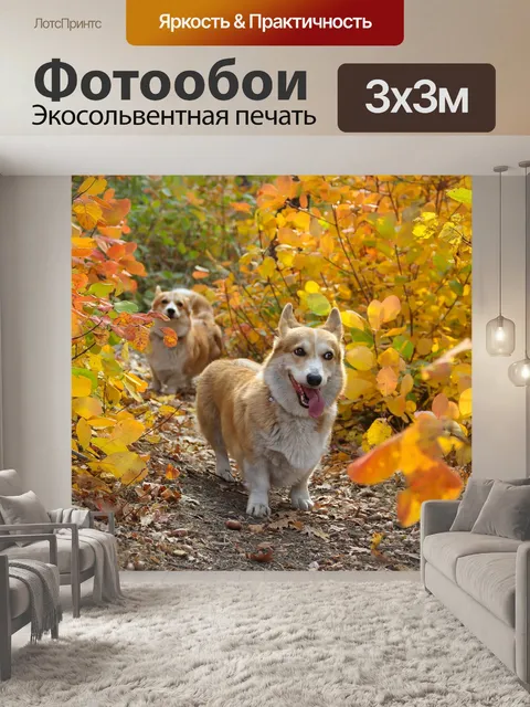 Фотообои Корги