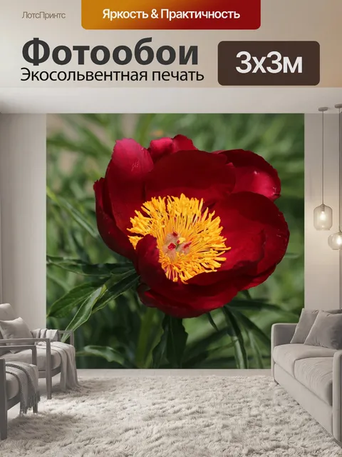 Фотообои Пион