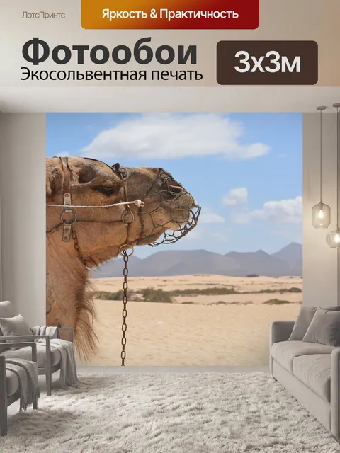 Фотообои Верблюд