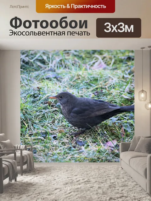 Фотообои Птица