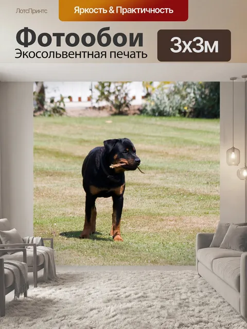 Фотообои Ротвейлер собака