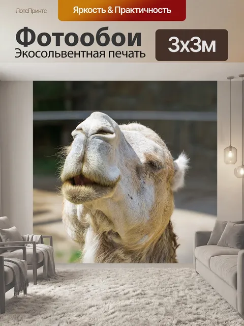 Фотообои Верблюд