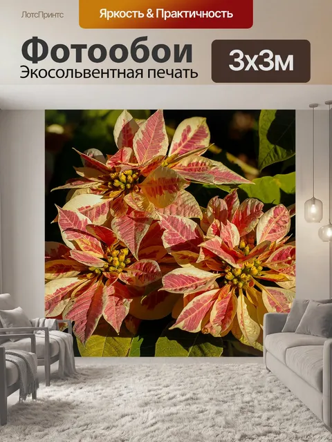 Фотообои Поинсеттиа