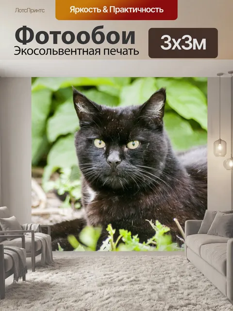 Фотообои Кошка