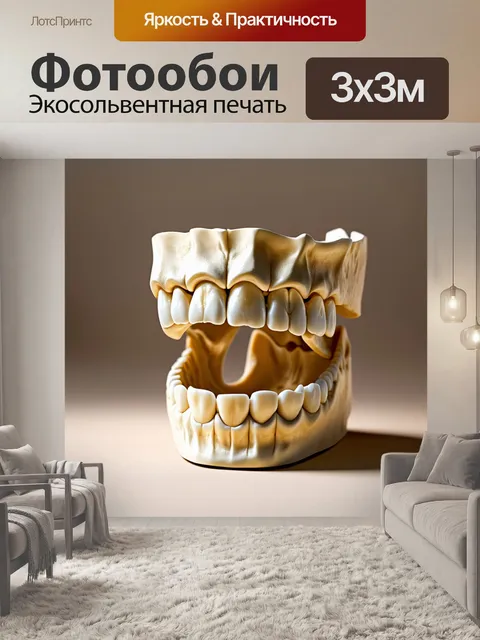 Фотообои изображение анатомической модели человеческой челюсти