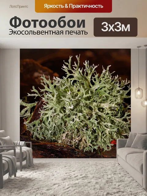 Фотообои Дерево мосс