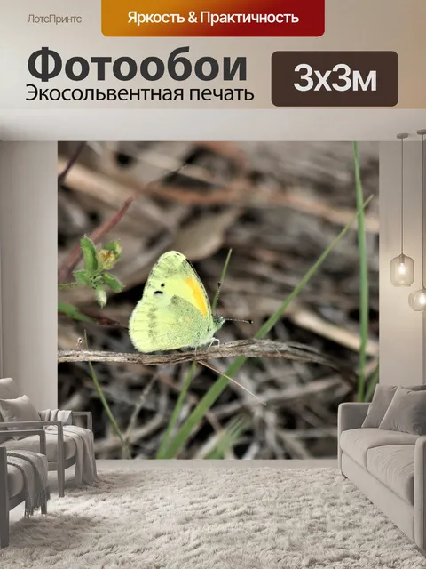 Фотообои Изысканная сера бабочка