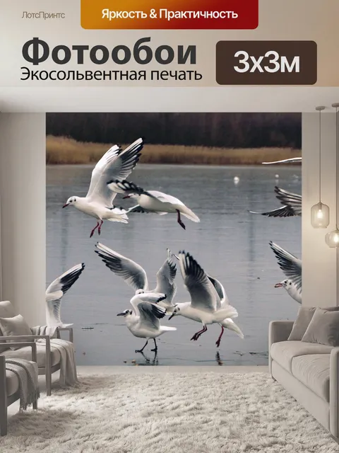 Фотообои Птицы чайки летающие фото
