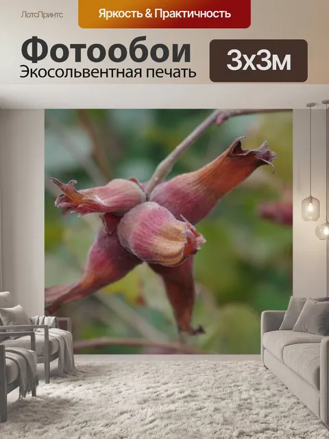 Фотообои Лесной орех