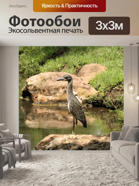 Фотообои Юношеская желтая коронованная ночная цап