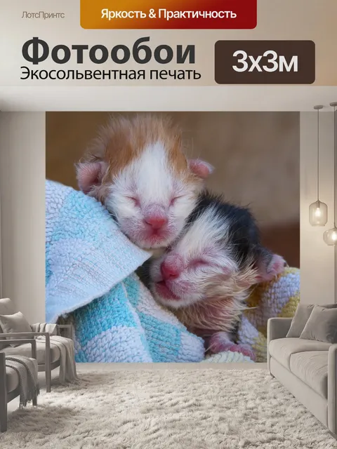 Фотообои Котята