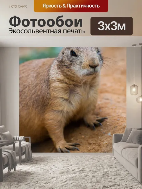 Фотообои Черный хвост луговых собачек