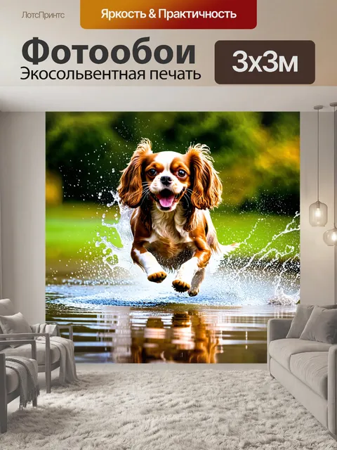 Фотообои динамичный снимок, на котором кавалер кинг чарльз спаниель весело прыгает через лужу, с брызгами воды…