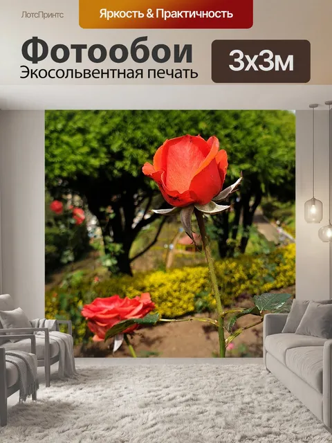 Фотообои Оранжевая роза