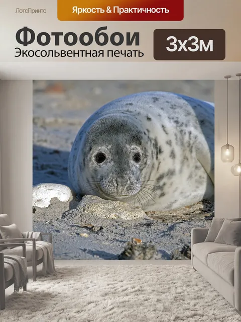 Фотообои Серый тюлень