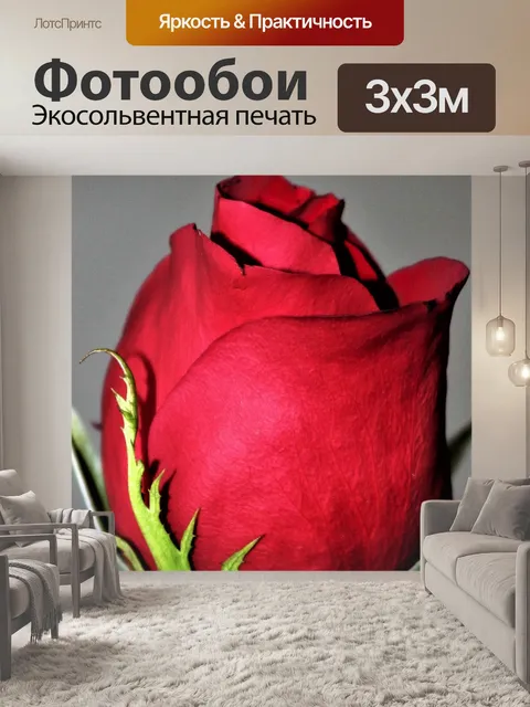 Фотообои Красная роза бутон крупным планом 2