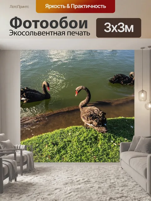 Фотообои Черные лебеди