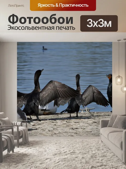 Фотообои Утки Сушка свои крылья