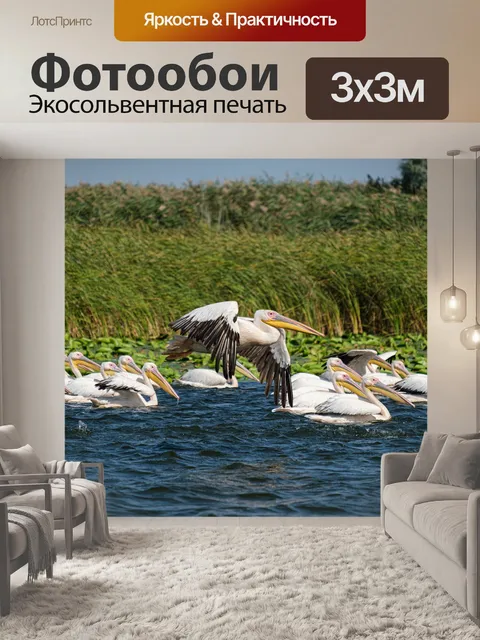 Фотообои Большой белый пеликан
