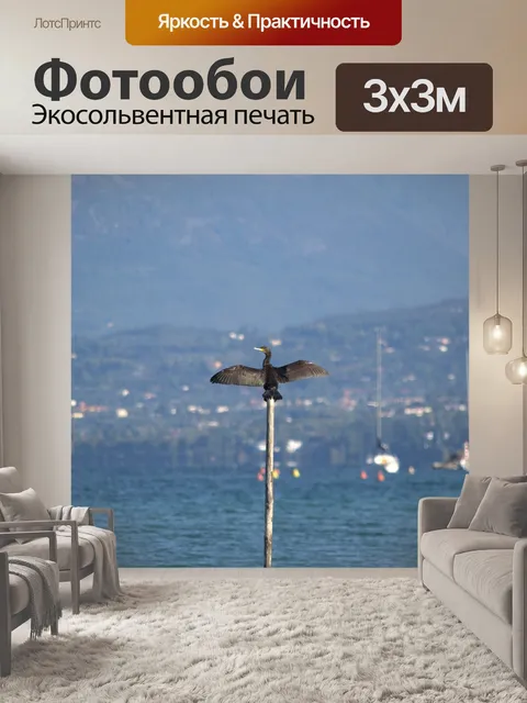 Фотообои Баклан