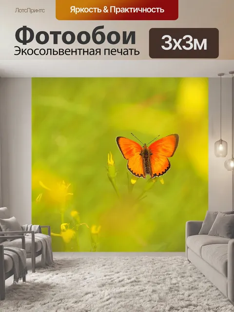 Фотообои Дукатов мотылек