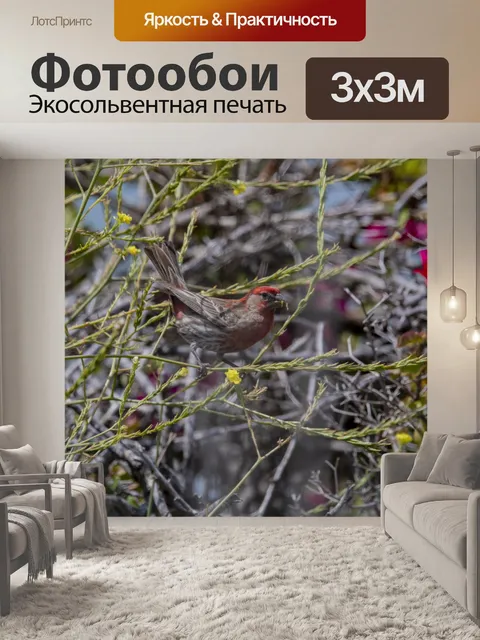 Фотообои зяблик птица