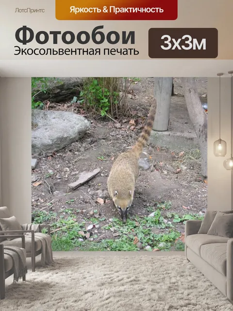 Фотообои Коати