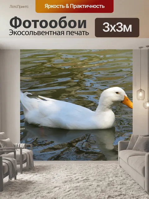 Фотообои Белая утка плавательный