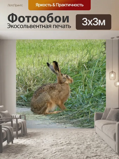 Фотообои Заяц