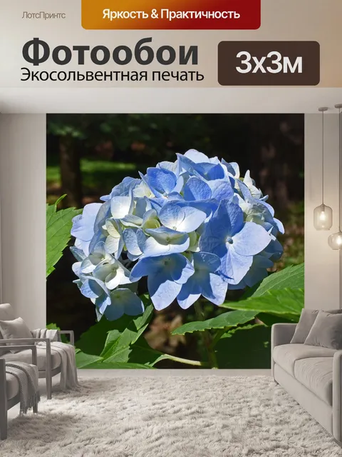 Фотообои Красивый синий гортензия