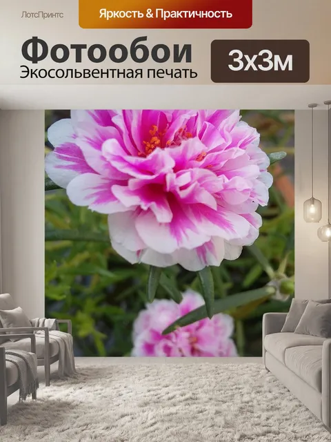 Фотообои Портулака крупноцветковая