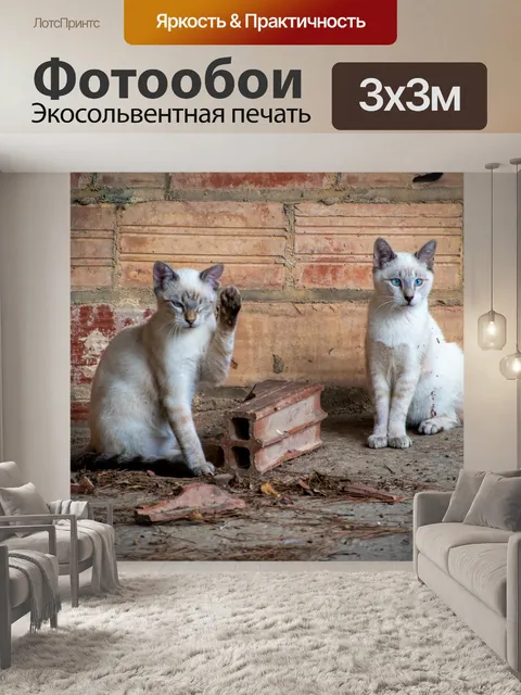 Фотообои Кот