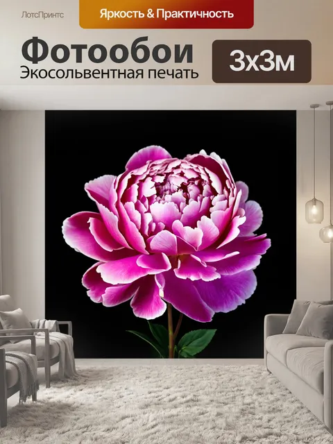 Фотообои пионы в различных оттенках розового на черном фоне
