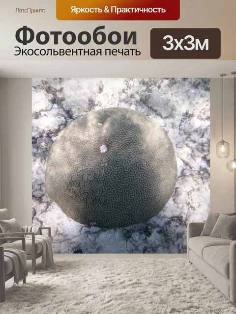 Фотообои Коралл