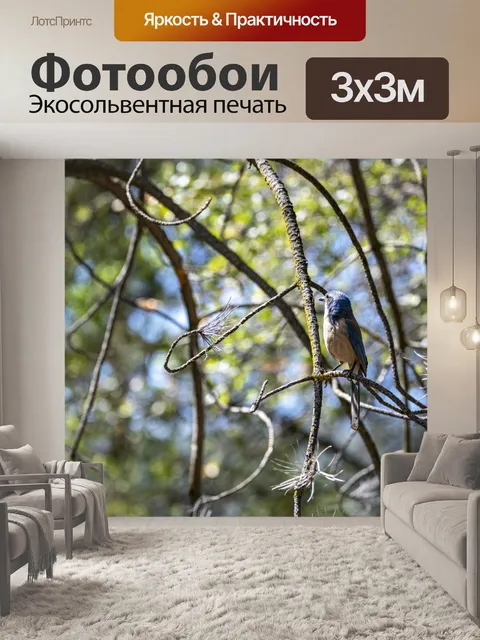 Фотообои Скраб Голубая сойка