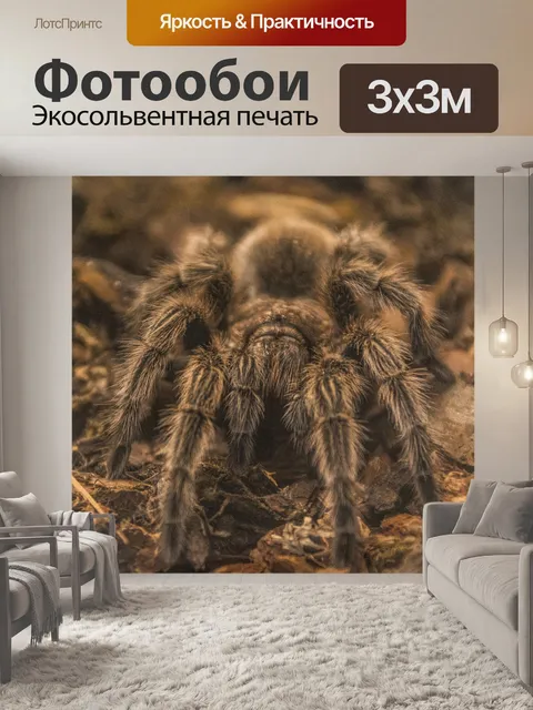 Фотообои тарантул