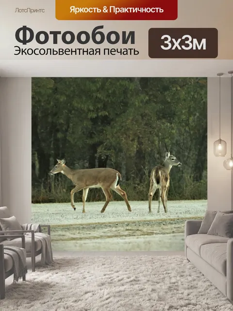 Фотообои Два олененка в морозной траве