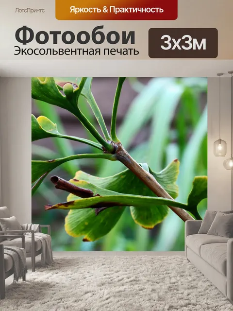 Фотообои стебли листьев гинкго билоба