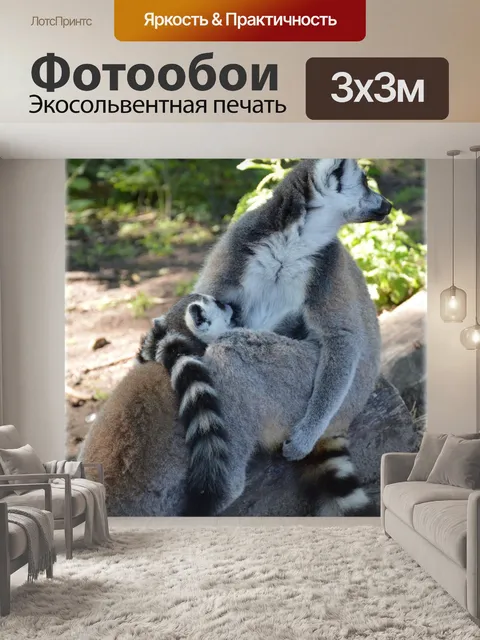 Фотообои Кошачий лемур 9
