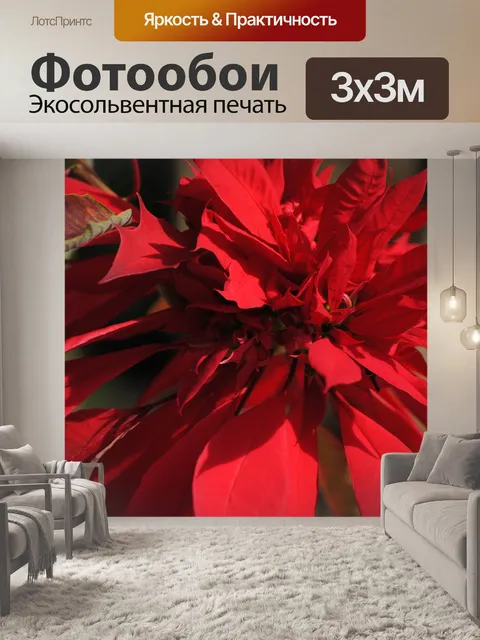 Фотообои Поинсеттиа