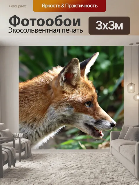 Фотообои Лиса